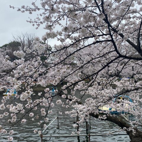 井の頭公園は満開🌸🌸