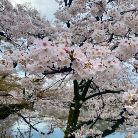 吉祥寺　井の頭公園の朝んぽ花見🌸