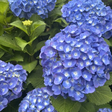 今年はお庭の紫陽花が大満開！！！