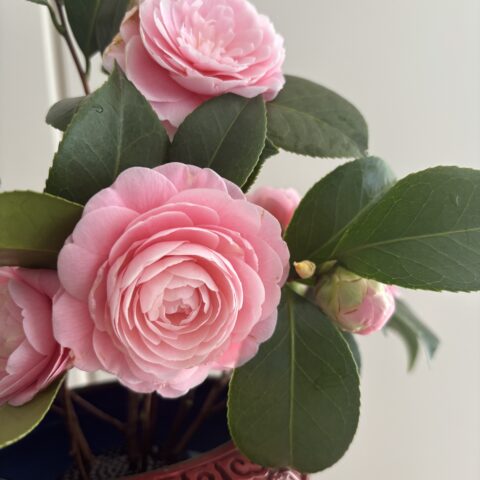 春きた！？お家の椿が満開🌸🌸