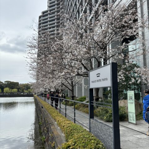 桜は咲き始めたらお花見・夜桜デートもおすすめ🌸