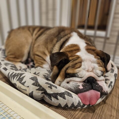 実家の愛犬がお空に行きました😢