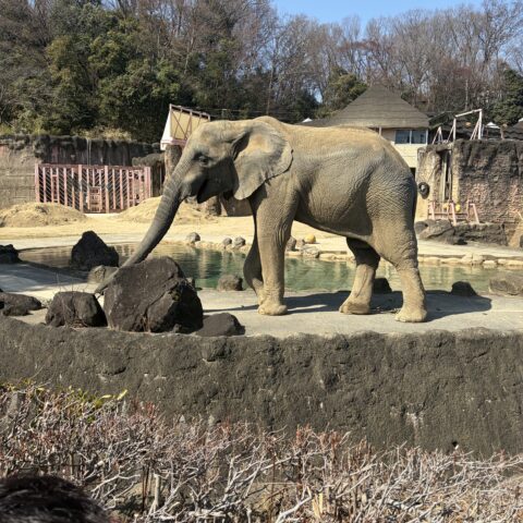 動物園デートはいかがですか？